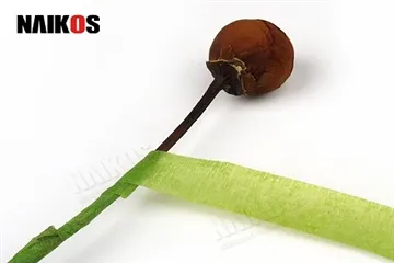 Kaip naudoti gėlių juostą, kad pritvirtintumėte stiebus